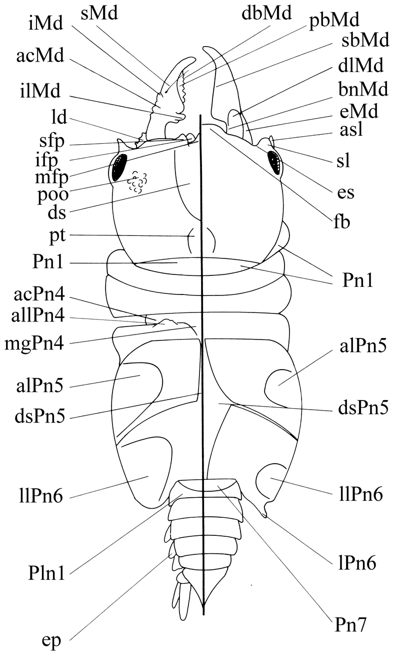 Gnathiidae scheme
