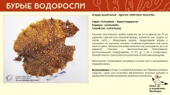 ochrophyta_001.jpg