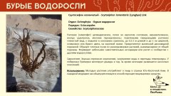 ochrophyta_002.jpg