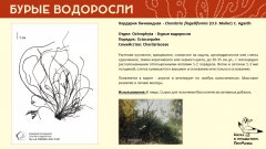 ochrophyta_008.jpg