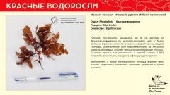 rhodophyta_001.jpg