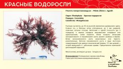 rhodophyta_002.jpg