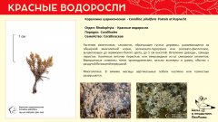 rhodophyta_009.jpg