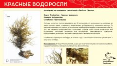 rhodophyta_013.jpg