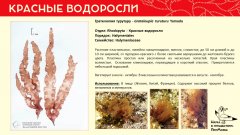 rhodophyta_019.jpg