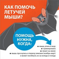bat_01.jpg