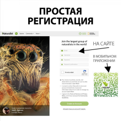 inat_003.png