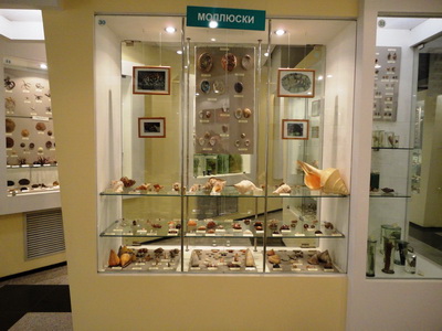 General view of the gastropod exhibition