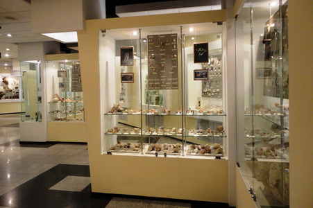 General view of the gastropod exhibition General view of the gastropod exhibition