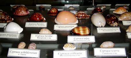 A part of the gastropod exhibition – Cypraeidae (cowry)