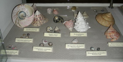 A part of the gastropod exhibition – Trochidae A part of the gastropod exhibition – Trochidae
