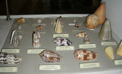 A part of the gastropod exhibition – Conidae