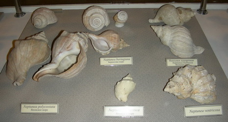 A part of the gastropod exhibition – Buccinidae, genus Neptunea (Far Eastern true whelks) A part of the gastropod exhibition – Buccinidae, genus Neptunea (Far Eastern true whelks)