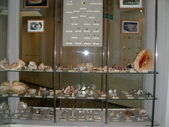 A part of the tropical gastropod exhibition