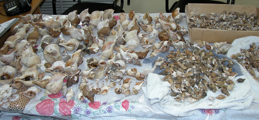 Sorting of gastropods from Russian Far Eastern seas in the museum Sorting of gastropods from Russian Far Eastern seas in the museum