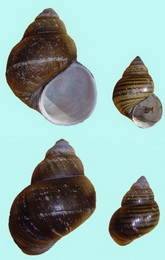 Freshwater gastropods Viviparidae