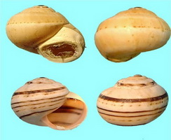 Terrestrial gastropods from Cyprus