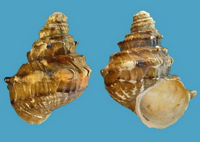 Margarya francheti (Viviparidae), one of the rarest freshwater gastropods believed to be extinct at once