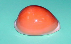 Cypraea aurantium (Cypraeidae), a rare cowry
