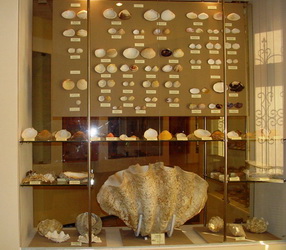 A part of the bivalve’s exhibition; below – the giant tridacnid (Tridacna gigas; Tridacnidae) – largest bivalve mollusk in the world