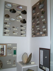 A part of the freshwater bivalve’s exhibition A part of the freshwater bivalve’s exhibition