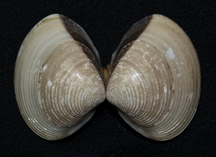 Tropical-subtropical bivalve Meretrix lyrata (Veneridae) 