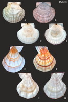 Far Eastern scallops (Pectinidae) (a plate from "Catalogue…")