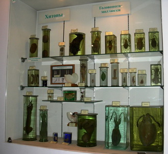 A part of the chiton’s, solenogaster’s and cephalopod exhibition A part of the chiton’s, solenogaster’s and cephalopod exhibition