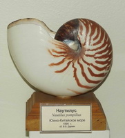 The cephalopod Nautilis (Nautilus pompilius)