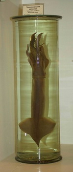 Pacific squid (Todarodes pacificus)